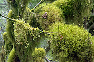 moss graphic